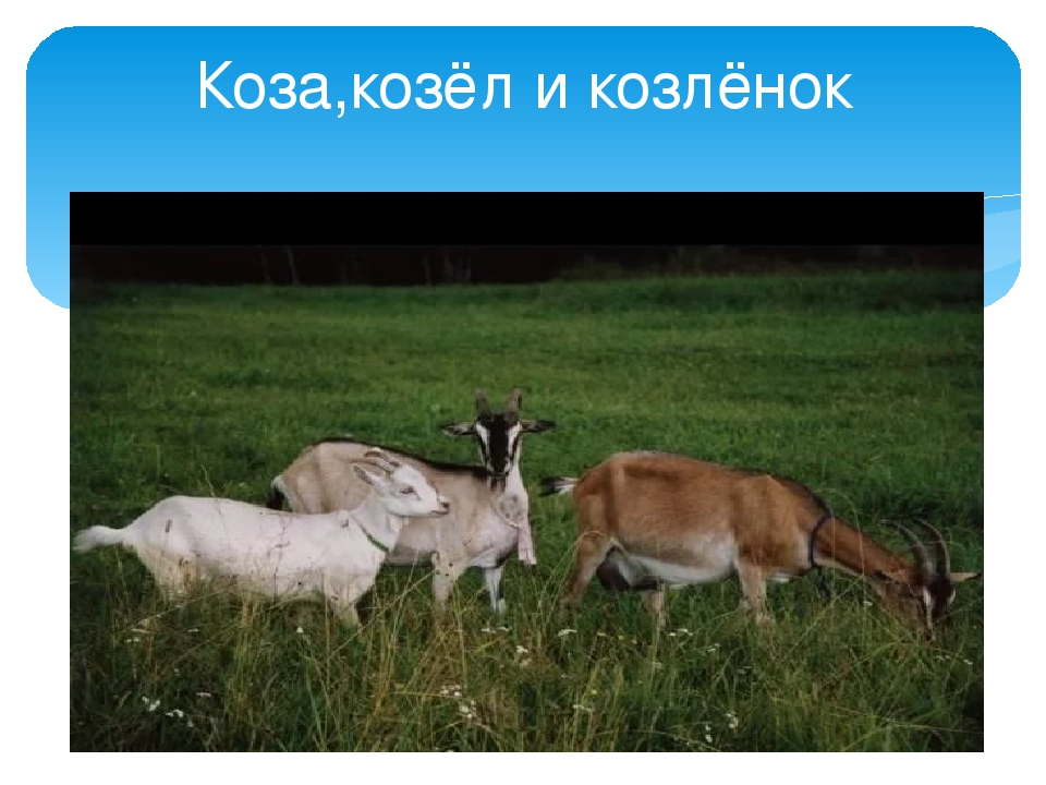 Презентация "Домашние животные и их детки"