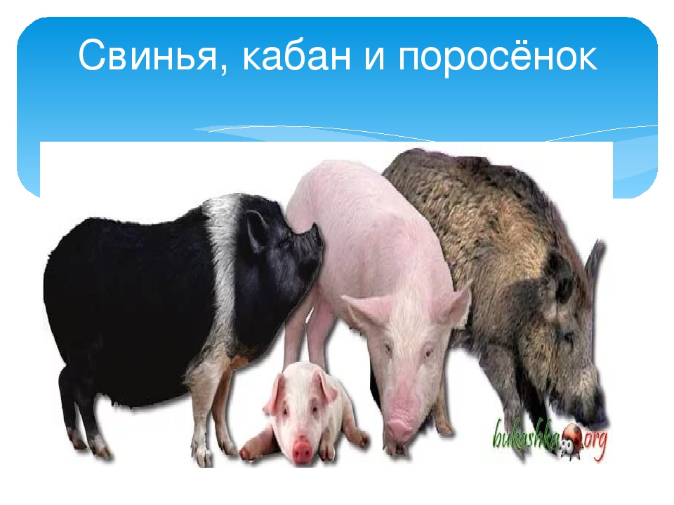 Кабан и домашняя свинья. Кабан и свинья. Свинья и кабан презентация. Кабан и свинья отличия. Свинья кабан поросенок.
