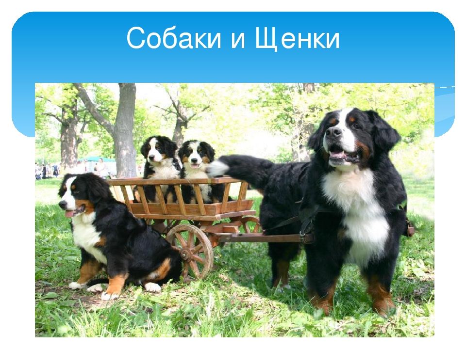 Презентация "Домашние животные и их детки"