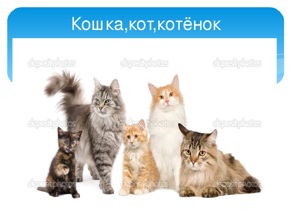 Презентация "Домашние животные и их детки"