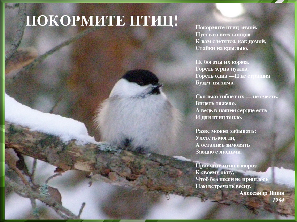 Презентация "Покормите птиц зимой"