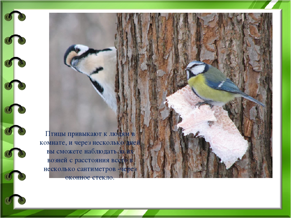 Презентация "Покормите птиц зимой"
