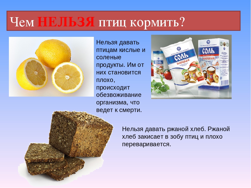 Презентация "Покормите птиц зимой"