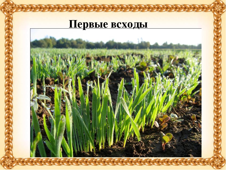 Презентация "Хлеб- всему голова".