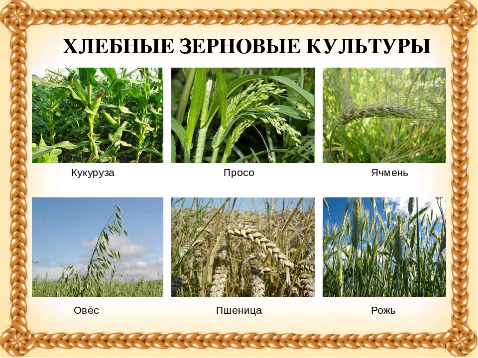 Презентация "Хлеб- всему голова".