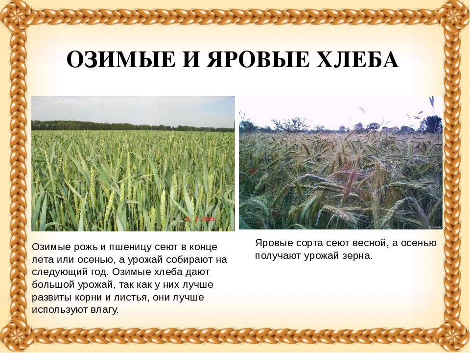 Презентация "Хлеб- всему голова".
