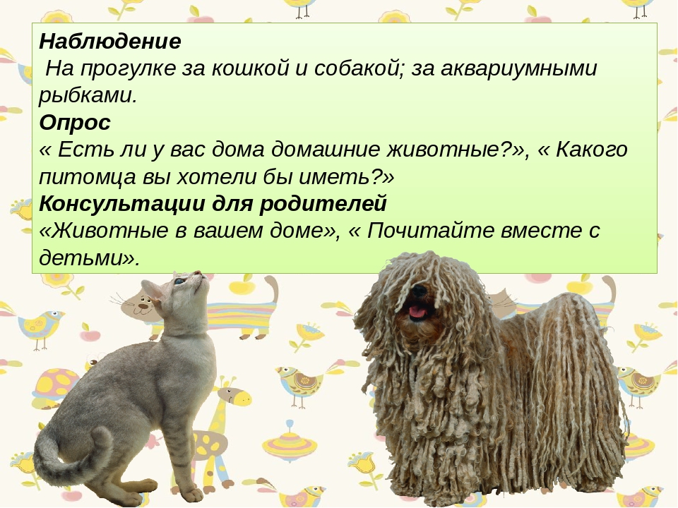 Презентация " Проект в подготовительной группе на тему "Животные, которые живут рядом с нами"