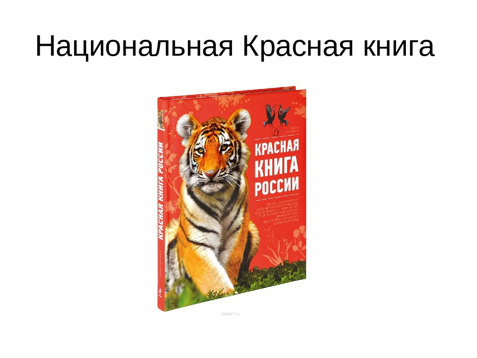 Конспект занятия "Красная книга"