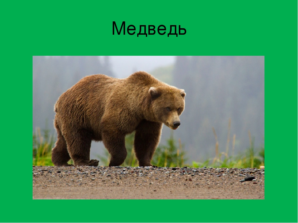 Конспект занятия "Красная книга"