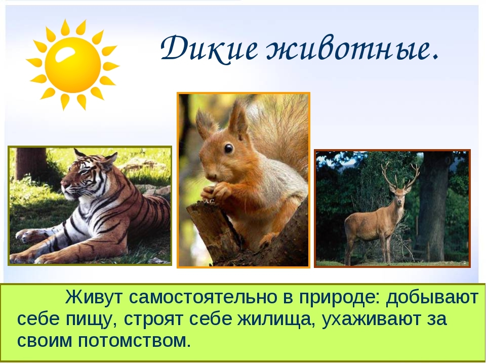 Презентация к занятию "Дикие животные Воронежской области" Автор: Михайлова Елена Анатольевна МКОУ Касьяновская СОШ ( Детский сад)