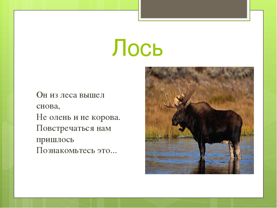 Презентация к занятию "Дикие животные Воронежской области" Автор: Михайлова Елена Анатольевна МКОУ Касьяновская СОШ ( Детский сад)