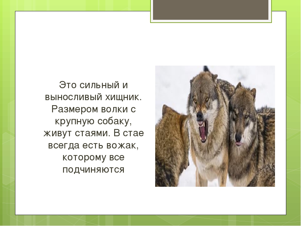 Презентация к занятию "Дикие животные Воронежской области" Автор: Михайлова Елена Анатольевна МКОУ Касьяновская СОШ ( Детский сад)