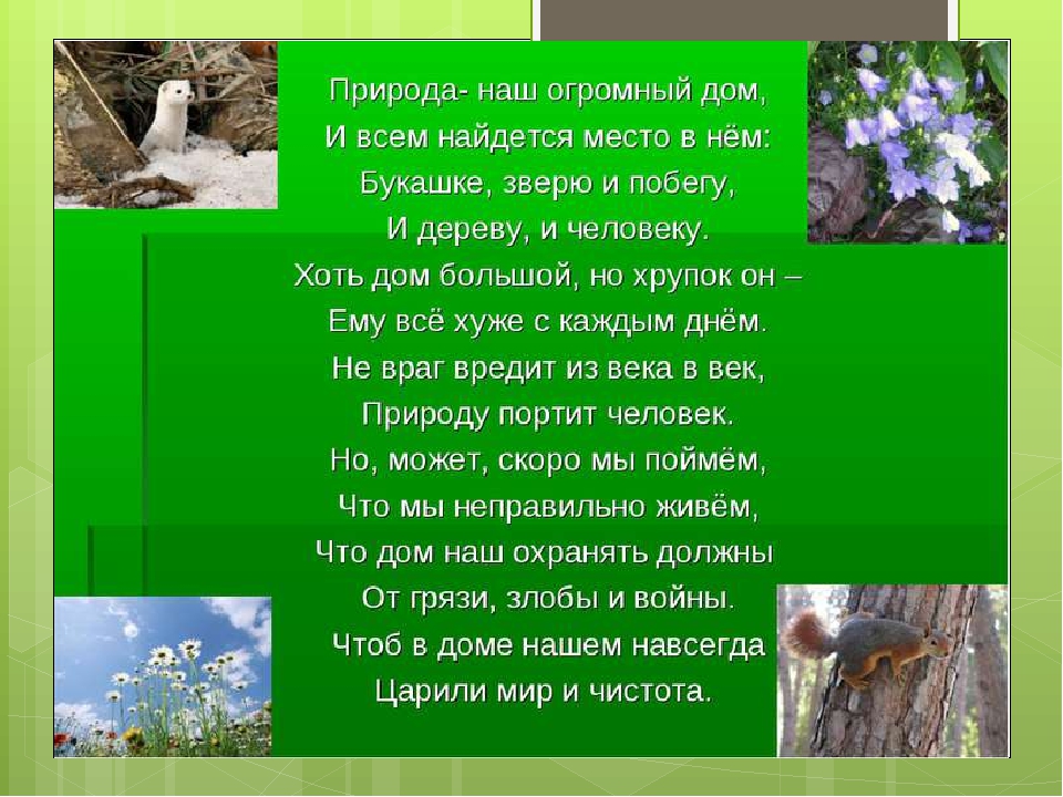 Презентация к занятию "Дикие животные Воронежской области" Автор: Михайлова Елена Анатольевна МКОУ Касьяновская СОШ ( Детский сад)