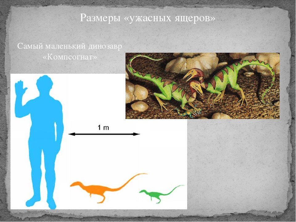 Призентация к исследовательскому проекту" Моя история о динозаврах"