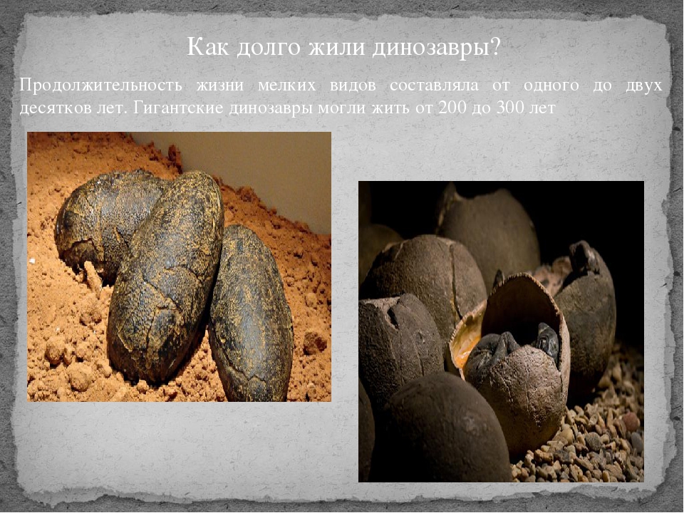 Призентация к исследовательскому проекту" Моя история о динозаврах"
