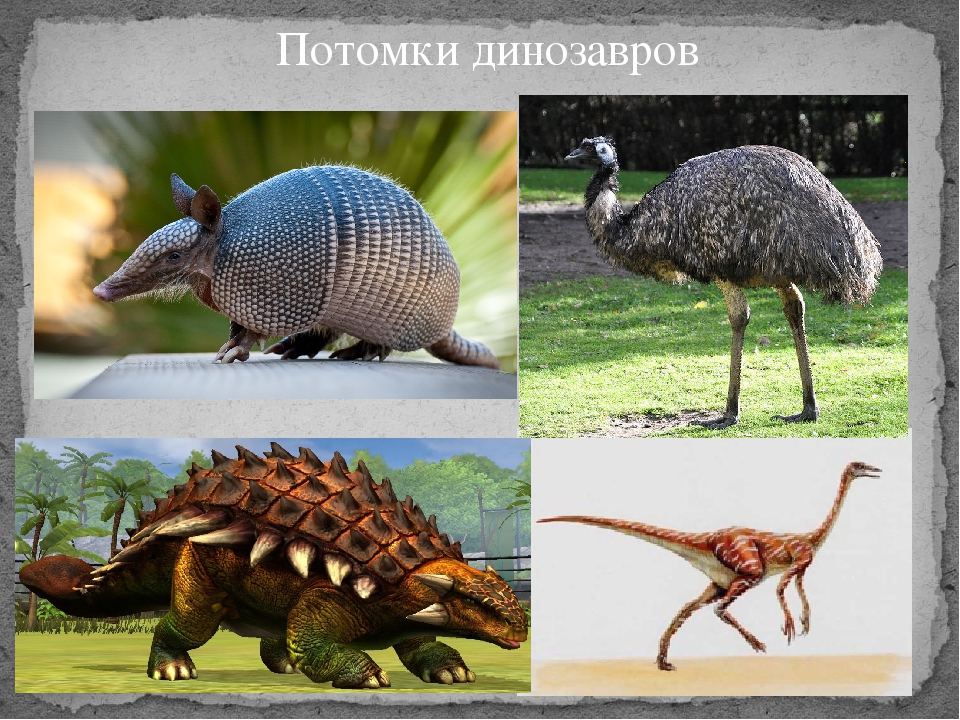 Ближайший родственник динозавра. Потомки динозавров. Современные родственники динозавров. Самый близкий родственник динозавров. Современные животные похожие на динозавров.