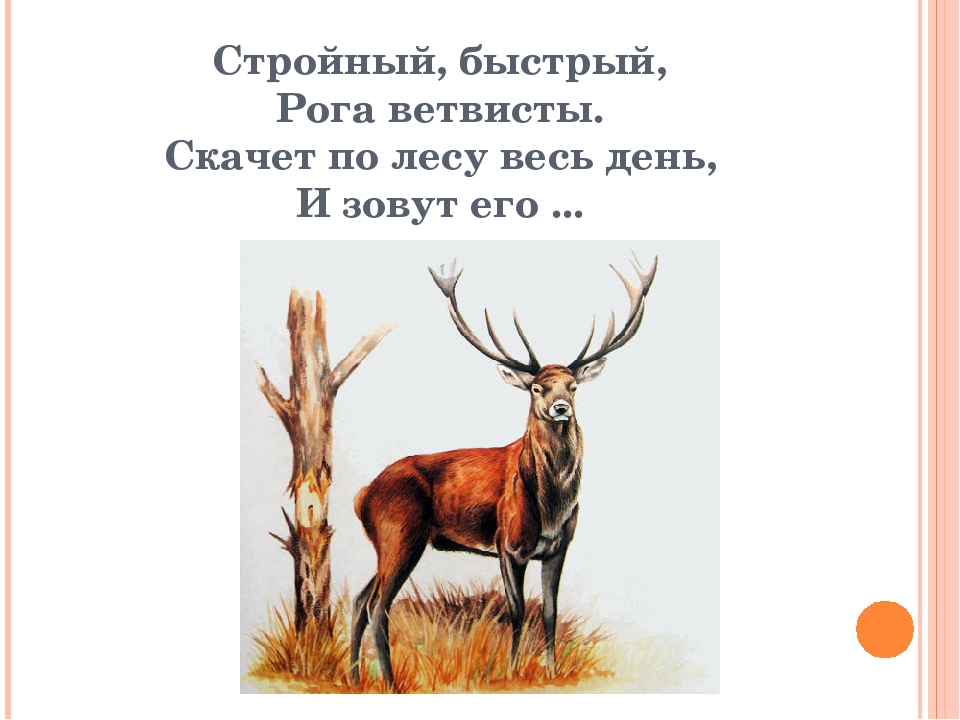 Презентация к игре "Кто это" на тему "Дикие животные"