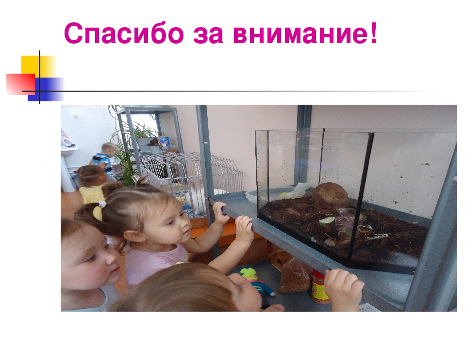 Презентация педагогического проекта « Экологическая комната в детском саду»
