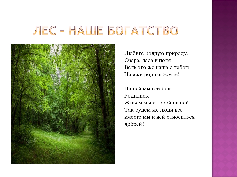 Презентация экологического проекта на тему: "Лес и его обитатели"