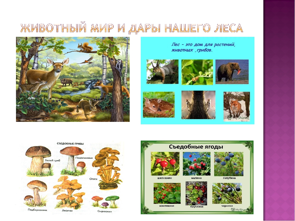 Презентация экологического проекта на тему: "Лес и его обитатели"