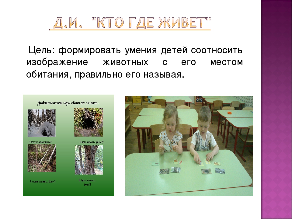 Презентация экологического проекта на тему: "Лес и его обитатели"