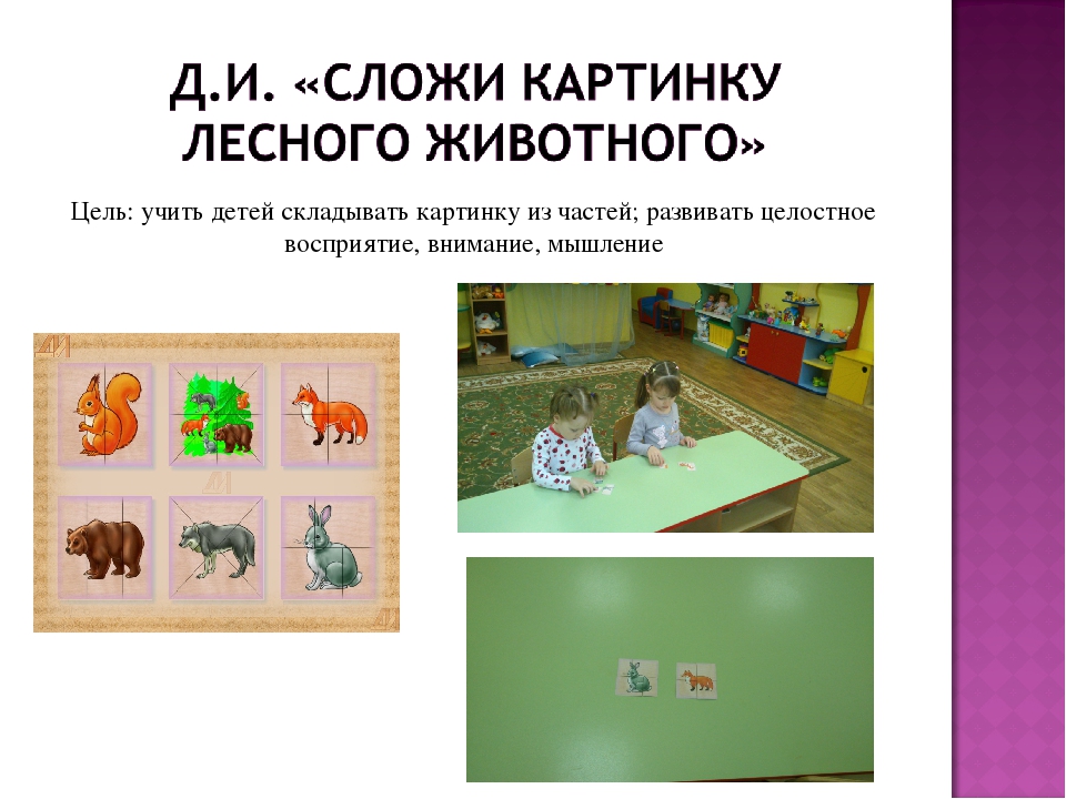 Презентация экологического проекта на тему: "Лес и его обитатели"