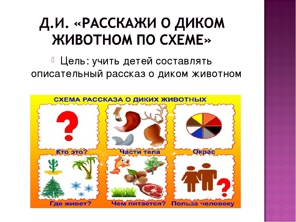 Презентация экологического проекта на тему: "Лес и его обитатели"