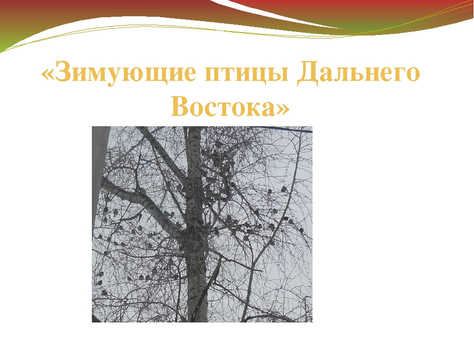 Презентация "Зимующие птицы Дальнего Востока"