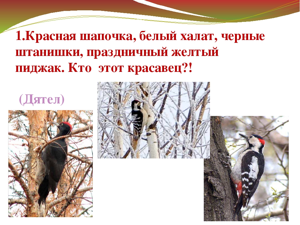 Презентация "Зимующие птицы Дальнего Востока"