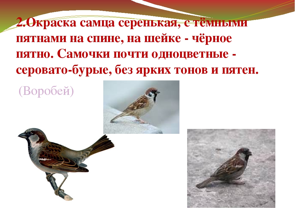 Презентация "Зимующие птицы Дальнего Востока"