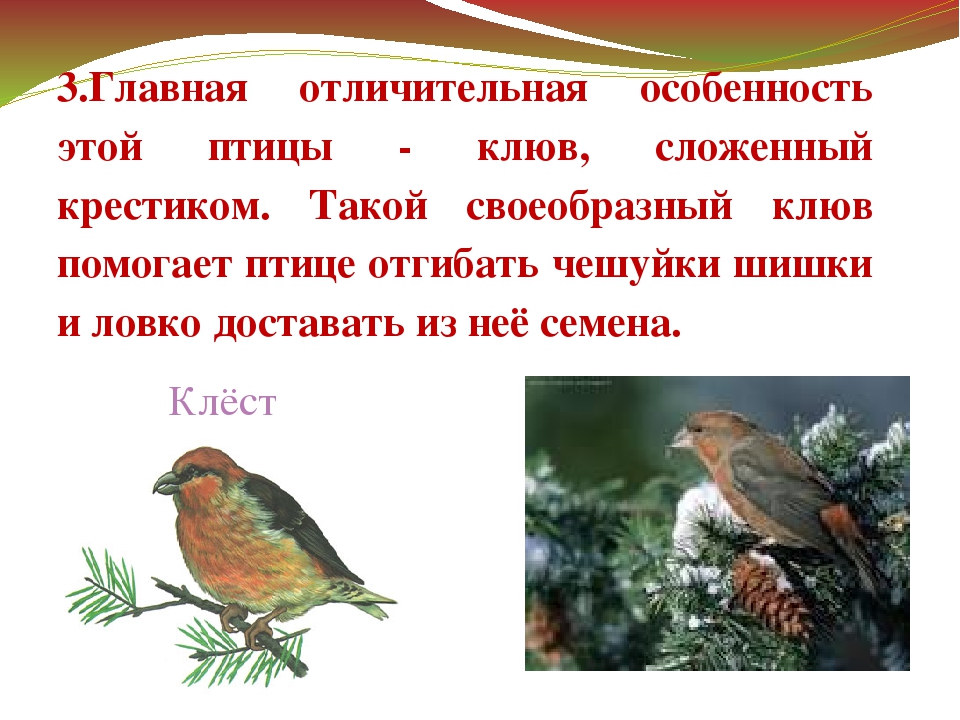 Презентация "Зимующие птицы Дальнего Востока"