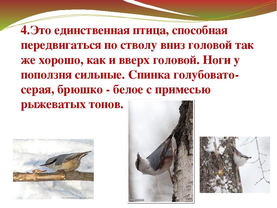 Презентация "Зимующие птицы Дальнего Востока"
