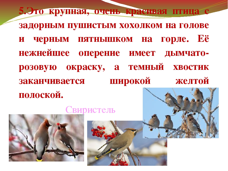 Презентация "Зимующие птицы Дальнего Востока"