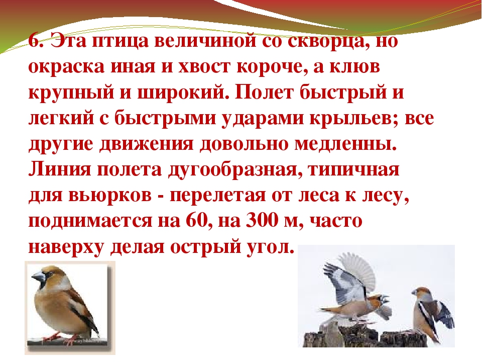 Презентация "Зимующие птицы Дальнего Востока"
