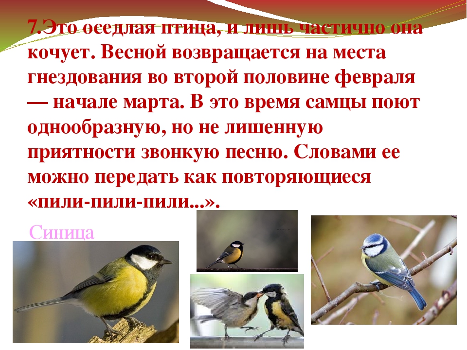 Презентация "Зимующие птицы Дальнего Востока"