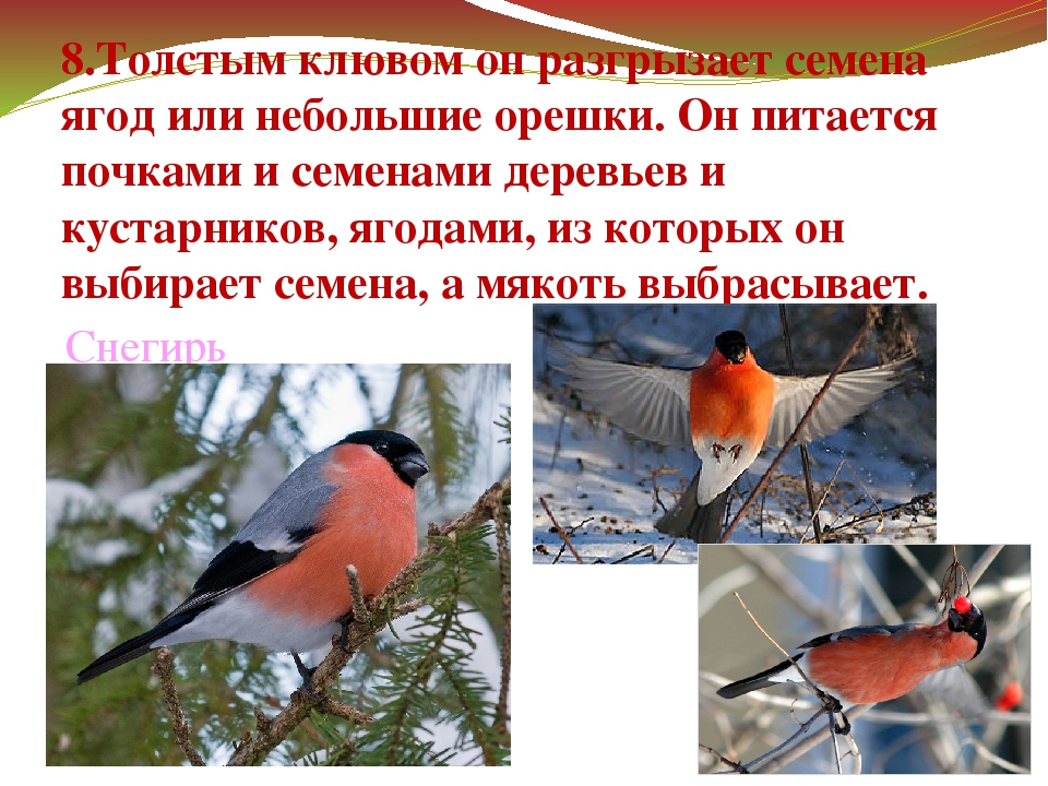 Презентация "Зимующие птицы Дальнего Востока"