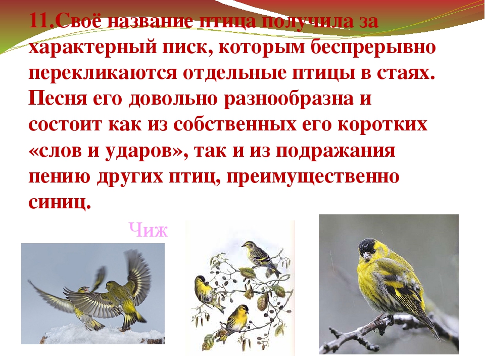 Презентация "Зимующие птицы Дальнего Востока"