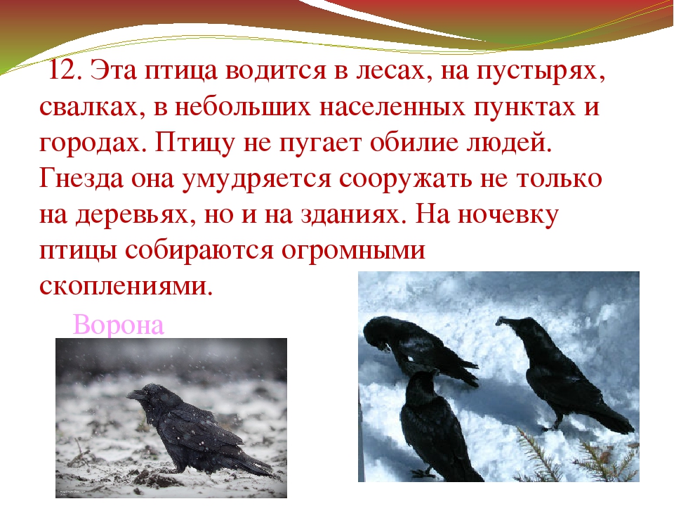 Презентация "Зимующие птицы Дальнего Востока"