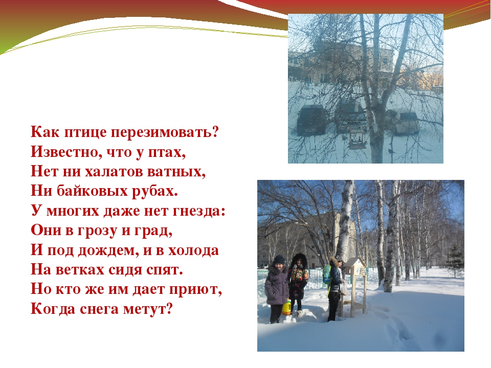 Презентация "Зимующие птицы Дальнего Востока"