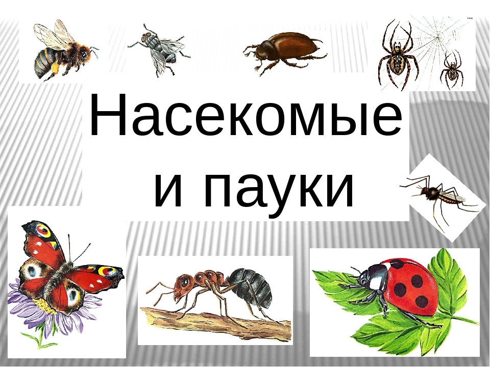 Презентация насекомые для дошкольников подготовительная группа