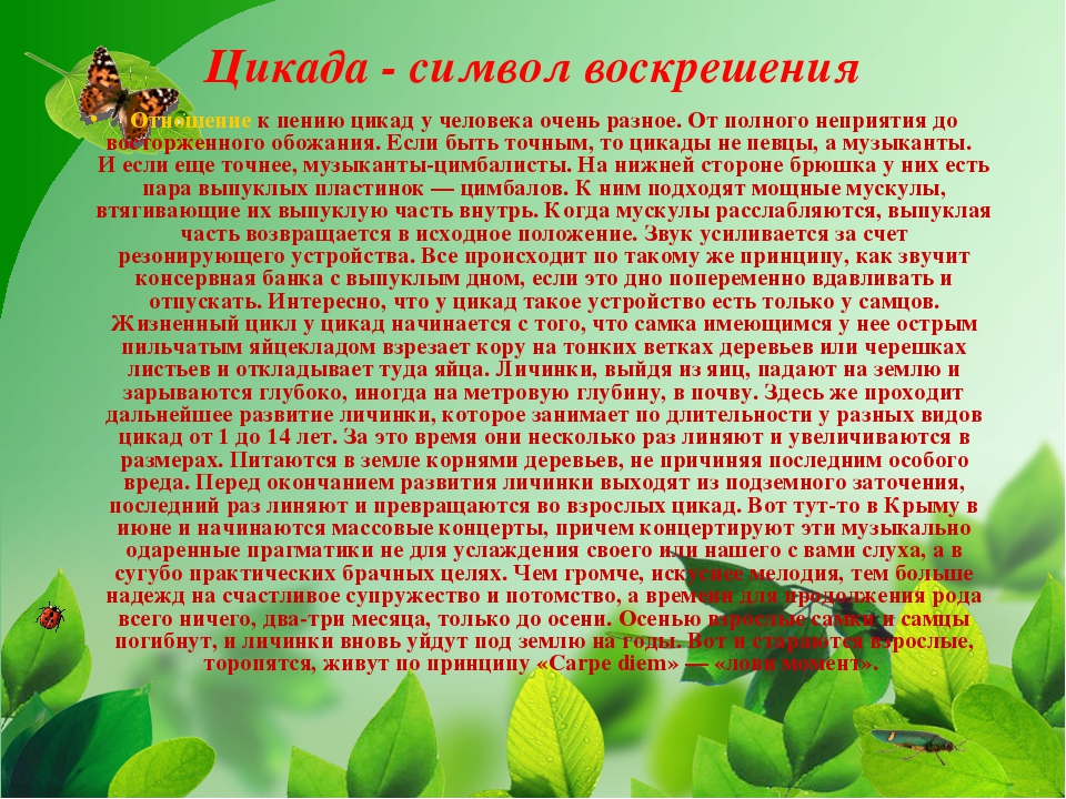 Презентация на тему "Насекомые Крыма" (изучаем родной край)