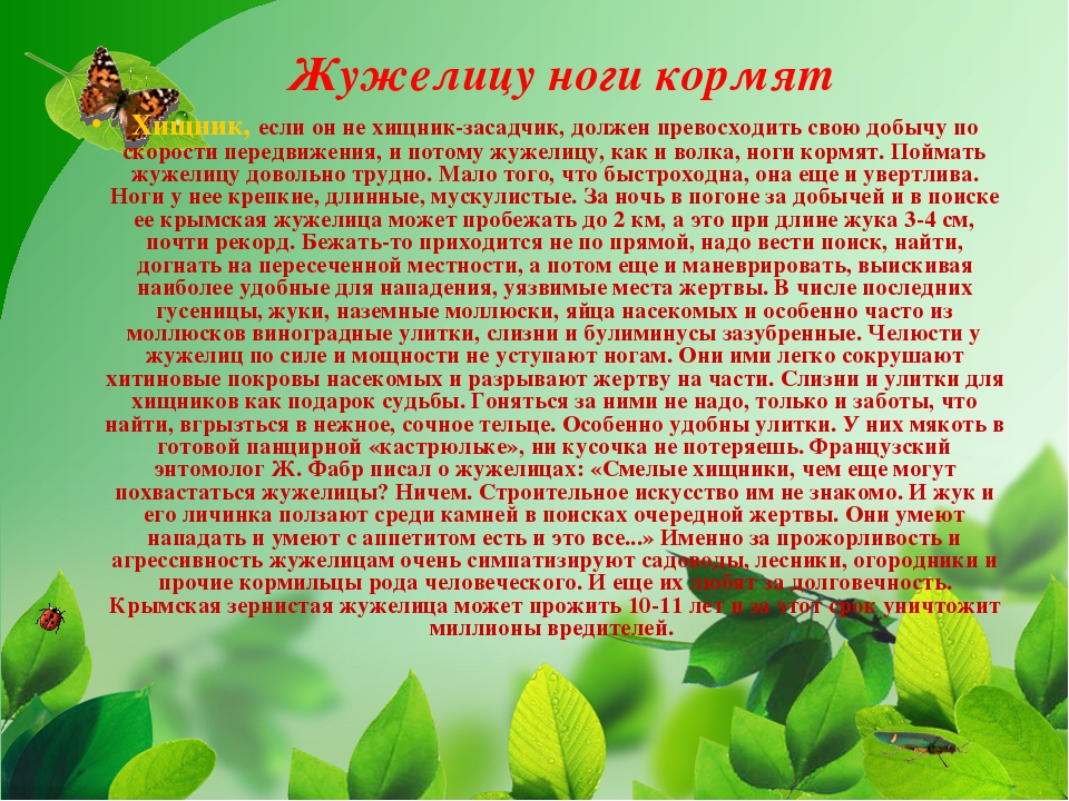 Презентация на тему "Насекомые Крыма" (изучаем родной край)