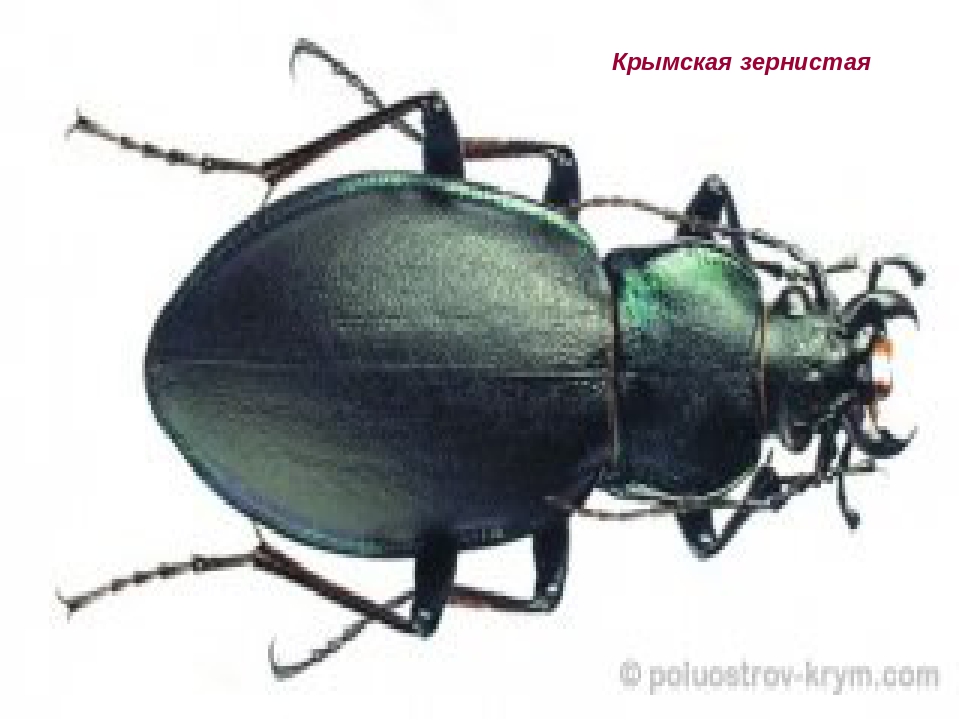 Презентация на тему "Насекомые Крыма" (изучаем родной край)