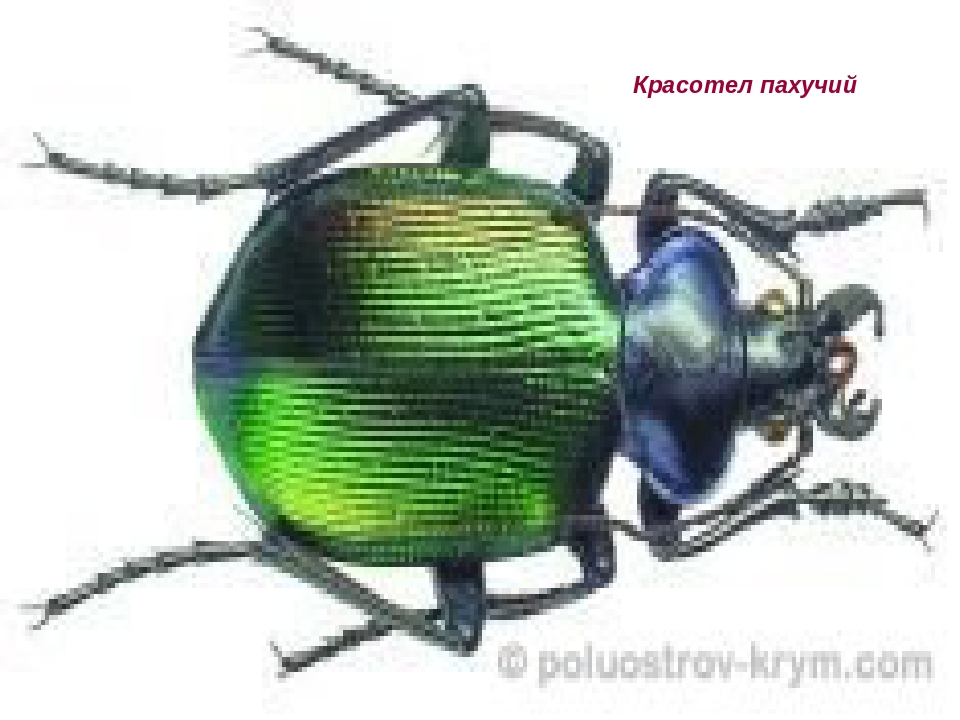 Презентация на тему "Насекомые Крыма" (изучаем родной край)