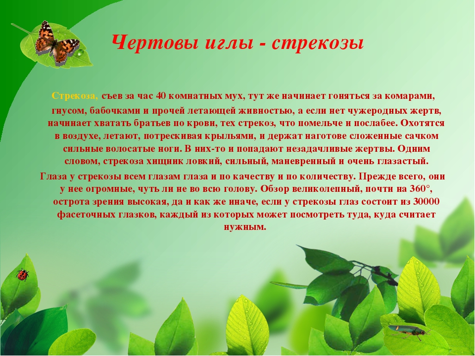 Презентация на тему "Насекомые Крыма" (изучаем родной край)