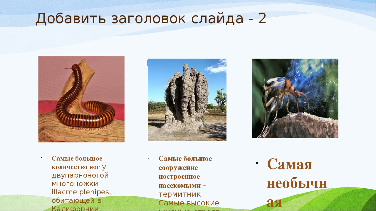 Презентация к материалу: "Удивительный мир насекомых".