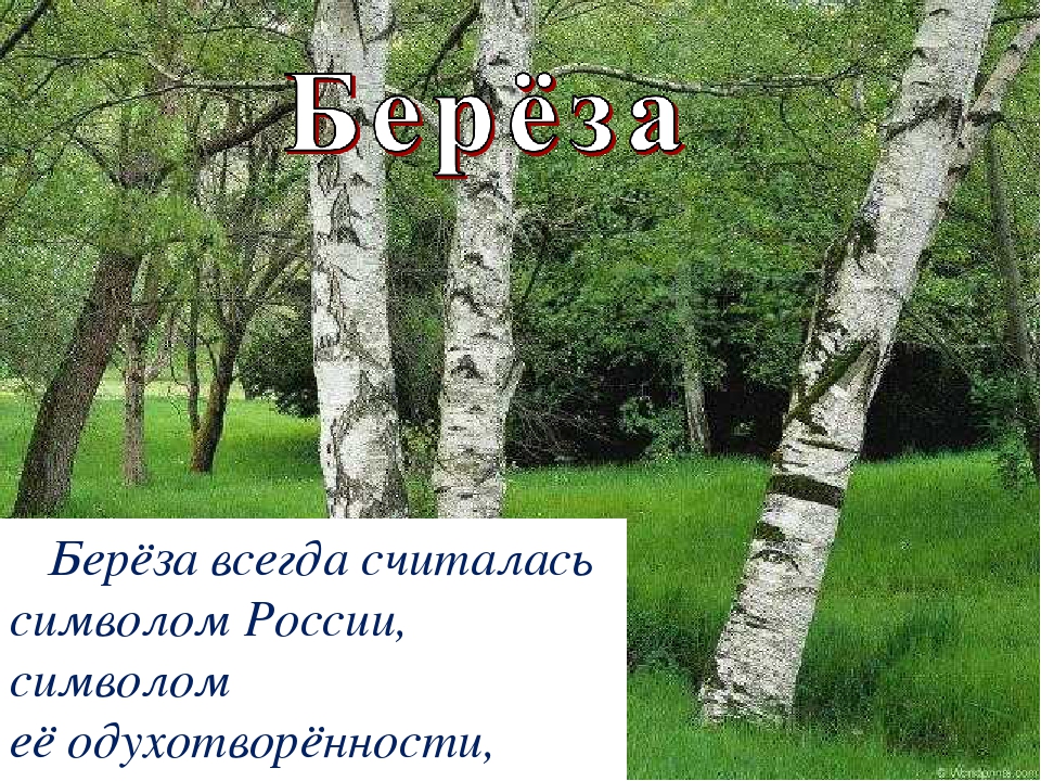 Презентация на тему : День независимости России.