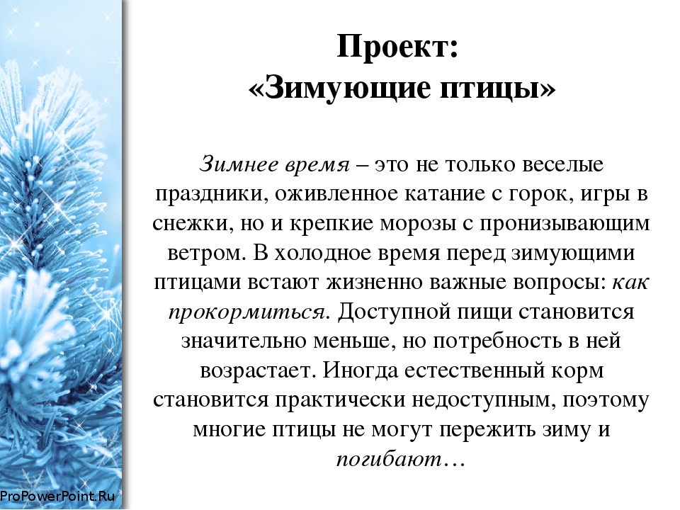 Проект во второй младшей группе по экологическому воспитанию "Зимующие птицы"