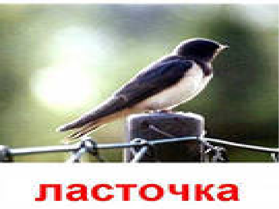 Презентация по экологии "Перелетные птицы"