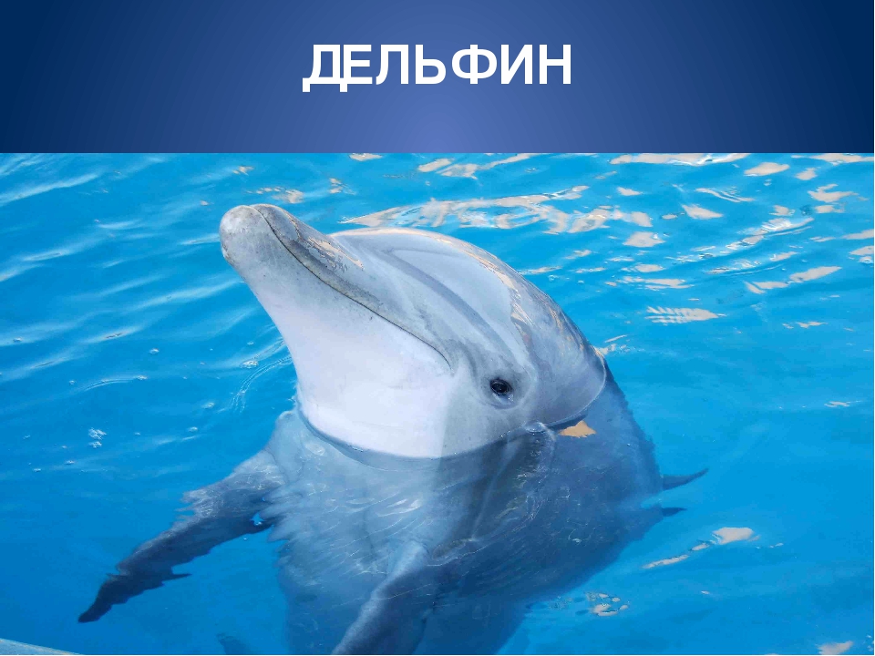 Обитатели морей и океанов